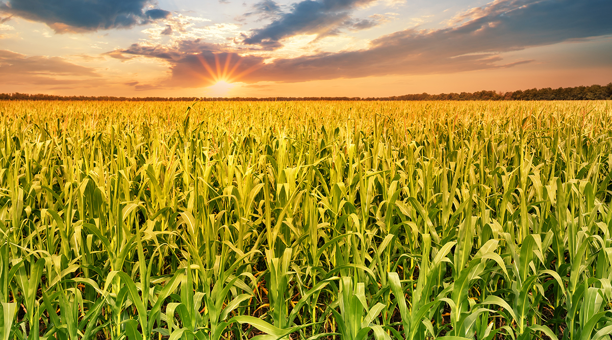 Corn Field